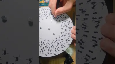 Ants Dance on a Turntable